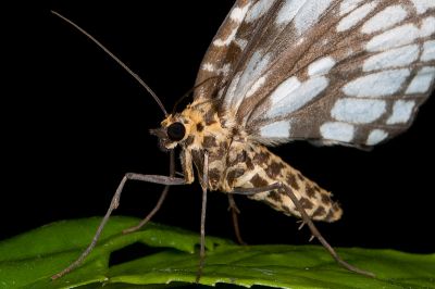 白珠枯葉尺蛾 Gandaritis subalba 雄蟲