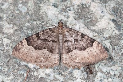 廬光尺蛾 Triphosa lugens 雌蟲