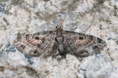 紅脈球果尺蛾 Eupithecia nuceistrigata 雌蟲