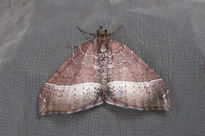革黑點尺蛾 Xenortholitha corioidea 雄蟲