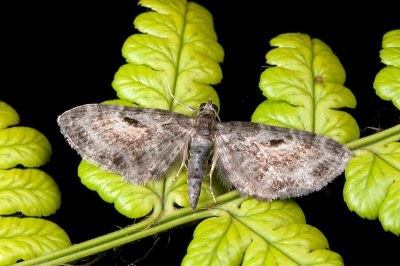 紅脈球果尺蛾 Eupithecia nuceistrigata 雄蟲