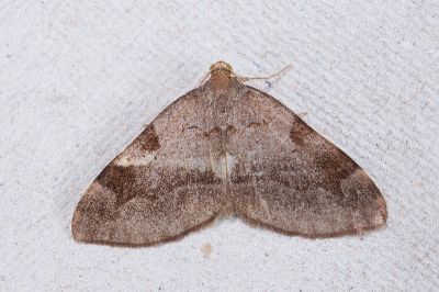 垂線四斑波尺蛾 Heterophleps violescens 雄蟲