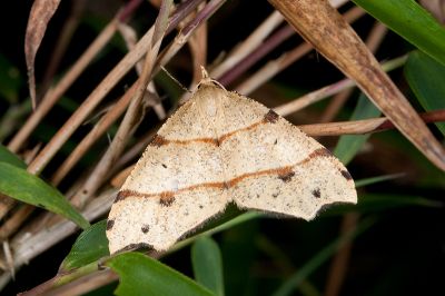臺灣角葉尺蛾 Lobogonia formosana 雄蟲
