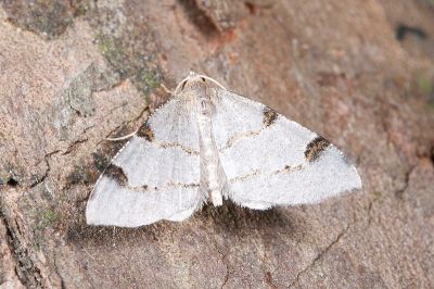 斷紋雙波尺蛾 Chrioloba cinerea 雄蟲