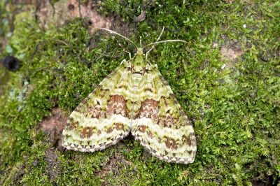 橄欖綠波尺蛾 Hypocometa clauda 雄蟲