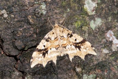 散點角葉尺蛾 Lobogonia sphagnata 雄蟲