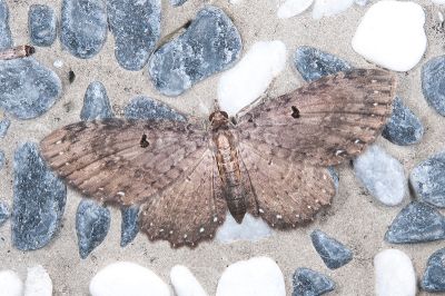 白星考尺蛾 Collix stellata 雌蟲