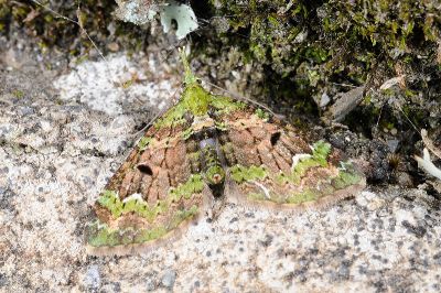 綠帶小波尺蛾 Pasiphila palpata 雌蟲