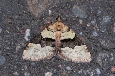 曲帶寬斐尺蛾 Piercia viridiplana 雌蟲