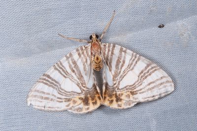 常春藤毛紋尺蛾 Callabraxas compositata basistrigaria 雄蟲
