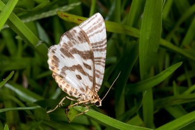 常春藤毛紋尺蛾 Callabraxas compositata basistrigaria 雄蟲