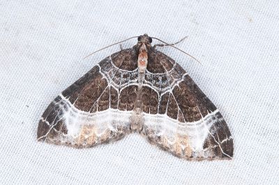 蜘網嵐波尺蛾 Lampropteryx argentilineata nitidaria 雌蟲