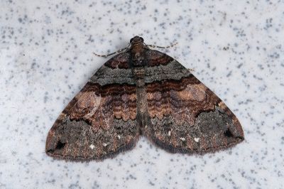 臺灣脊尺蛾 Trichoplites ingressa 雌蟲