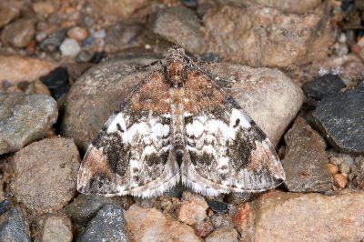 煙雲波尺蛾 Dysstroma calamistrata scalata 雄蟲
