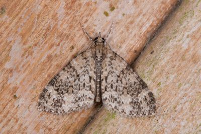 沼尺蛾 Acasis viretata himalayica 雄蟲