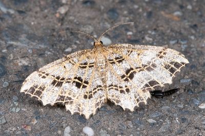 窗紋波尺蛾 Carige scutilimbata 雄蟲