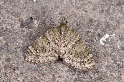 沼尺蛾 Acasis viretata himalayica 雄蟲