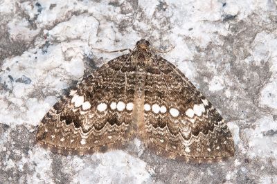 珠脊尺蛾 Trichoplites albimaculosa 雄蟲