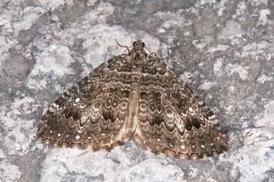 珠脊尺蛾 Trichoplites albimaculosa 雌蟲