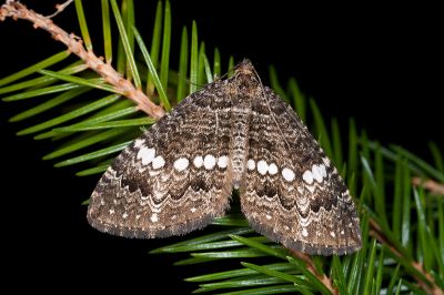 珠脊尺蛾 Trichoplites albimaculosa 雄蟲