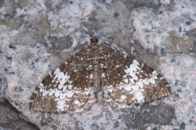 石紋汝尺蛾 Rheumaptera marmoraria 雌蟲