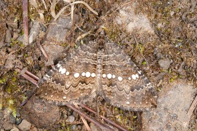 珠脊尺蛾 Trichoplites albimaculosa 雄蟲