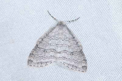 明毛翅尺蛾 Trichopteryx fusconotata 雌蟲