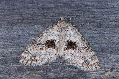傲毛翅尺蛾 Trichopteryx fastuosa 雌蟲