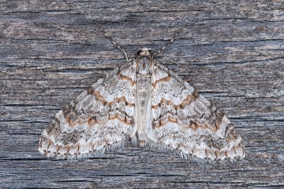 傲毛翅尺蛾 Trichopteryx fastuosa 雄蟲