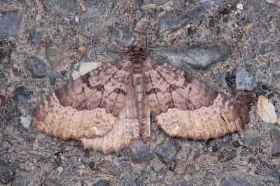 廬光尺蛾 Triphosa lugens 雄蟲