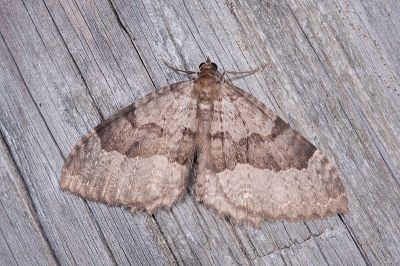 廬光尺蛾 Triphosa lugens 雄蟲