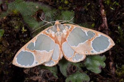 藍月尺蛾 Teinoloba perspicillata 雌蟲