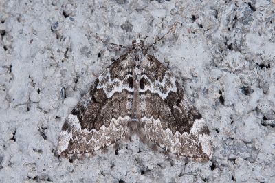 哀羽帶尺蛾 Pennithera lugubris 雄蟲