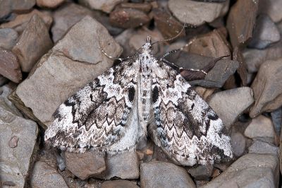 哀羽帶尺蛾 Pennithera lugubris 雌蟲