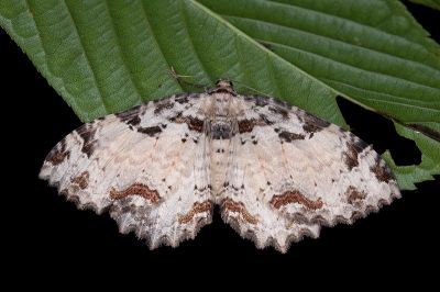 紅緞灰光尺蛾 Triphosa sericata sericata 雌蟲