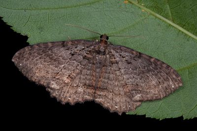 星緣扇尺蛾 Telenomeuta punctimarginaria 雌蟲