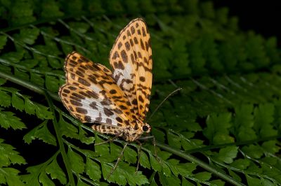 端點豹斑枯葉尺蛾 Gandaritis pseudolargetaui taiwana 雄蟲
