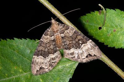 橄欖綠齒紋波尺蛾 Ecliptopera muscicolor allobathra 雌蟲