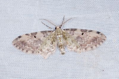 印度廣卜尺蛾 Brabira artemidora pallida 雄蟲