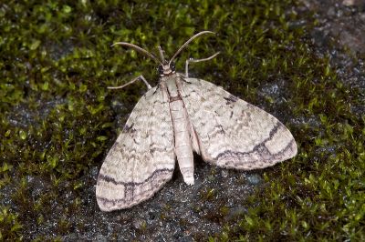 Episteira nigrilinearia nigrilinearia 雄蟲