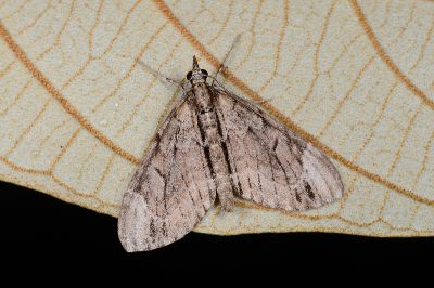 小雙線波尺蛾 Epilobophora nishizawai 雄蟲