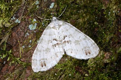 矢崎氏洱尺蛾 Trichopterigia yazakii 雄蟲