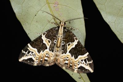 曲紋褥尺蛾 Eustroma contorta 雄蟲