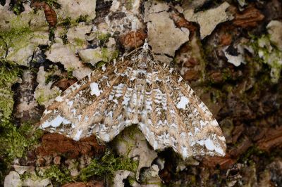 白斑角尺蛾 Lobogonodes permarmorata 雄蟲