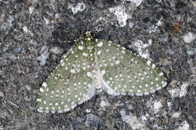 白點洱尺蛾 Trichopterigia nivocellata 雄蟲