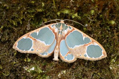 藍月尺蛾 Teinoloba perspicillata 雄蟲