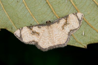 框角波尺蛾 Chalyboclydon marginata 雄蟲