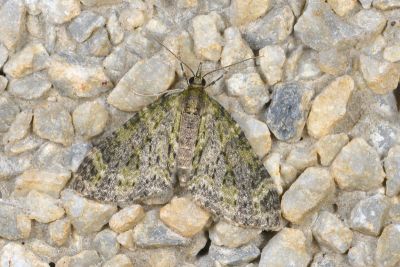 沼尺蛾 Acasis viretata himalayica 雌蟲