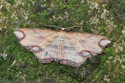 圓框波尺蛾 Eschatarchia lineata formosana 雄蟲