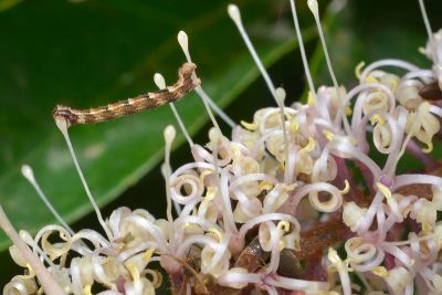 綠異尺蛾 Syncosmia patinata